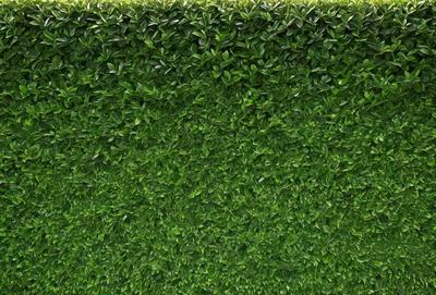The primary subject of the image is a large, lush green hedge. The setting is a garden, with the hedge as the main focus. The visual style is a close-up of the hedge, showcasing its vibrant green color and dense foliage. The overall atmosphere is serene and natural, with the hedge serving as a beautiful and thriving element of the garden.