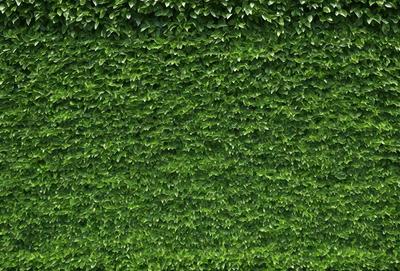 The primary subject of the image is a large, lush green plant with many leaves. The plant is growing on a wall, creating a dense and vibrant hedge. The setting is an outdoor environment, with the plant being the main focus of the scene. The visual style of the image is a close-up of the plant, showcasing its intricate details and textures. The dominant colors in the image are green, which is the color of the plant, and possibly some shades of brown or yellow, depending on