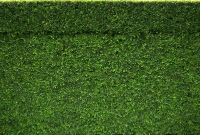The primary subject of the image is a large, lush green hedge. The setting is a backdrop of a wall, and the visual style is a photo. The dominant colors are green, and the overall atmosphere is lush and vibrant.