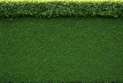 The primary subject of the image is a large, lush green hedge. The hedge is situated in front of a wall, which serves as the setting or background. The visual style of the image is a photo, capturing the vibrant greenery of the hedge. The dominant colors in the image are green, which creates a sense of freshness and natural beauty.