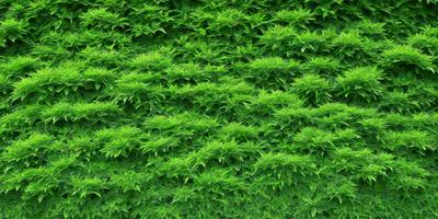 The primary subject of the image is a large, lush green plant with many leaves. The plant is growing on a wall, creating a striking visual effect. The setting is an outdoor environment, with the plant taking up a significant portion of the scene. The visual style is a close-up of the plant, showcasing its intricate details. The colors are predominantly green, giving the image a fresh and vibrant atmosphere.