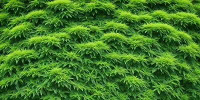 The image features a lush green plant with large leaves, creating a dense and vibrant forest-like scene. The plant's leaves are large and green, covering the entire image. The visual style appears to be a close-up of the plant, emphasizing its intricate details. The colors and mood of the image are predominantly green, giving it a serene and natural atmosphere.