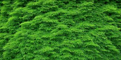 The primary subject of the image is a large, lush green plant with many leaves. The plant is growing on a hillside, and its leaves are spread out across the scene. The setting is a natural environment, with the plant being the main focus of the image. The visual style is a close-up of the plant, showcasing its intricate details. The colors and mood of the image are predominantly green, giving a sense of freshness and vitality.