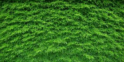 The primary subject of the image is a large green plant with many leaves. The plant is growing on a wall, creating a lush and vibrant scene. The setting is an outdoor environment, with the plant taking up a significant portion of the image. The visual style is a close-up of the plant, showcasing its intricate details. The dominant colors are green, which is the color of the plant, and the overall atmosphere is lively and fresh.