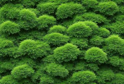 The primary subject of the image is a dense, lush green forest filled with trees. The setting is a green, leafy environment, and the visual style appears to be a photo of the forest. The colors and mood of the image are predominantly green, creating a serene and natural atmosphere.