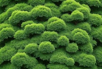 The primary subject of the image is a lush green forest filled with trees. The setting is a dense forest with a variety of trees, creating a vibrant and natural atmosphere. The visual style of the image is a close-up of the trees, showcasing their intricate details and textures. The dominant colors in the image are green, which represents the trees and the forest, and various shades of green, which create a sense of depth and richness in the scene.