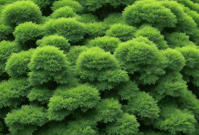 The primary subject of the image is a dense forest filled with green trees. The setting is a lush, green environment, and the visual style appears to be a photo of the forest. The dominant colors are green, and the overall atmosphere is serene and natural.