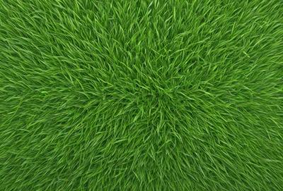 The primary subject of the image is a close-up of a lush green field. The setting is a grassy area, and the visual style is a photo. The dominant colors are green, and the overall atmosphere is vibrant and natural.