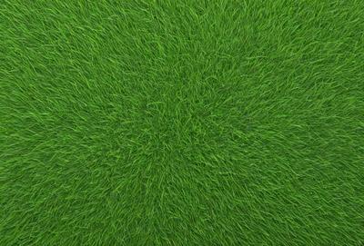 The primary subject of the image is a close-up of a lush green field. The setting is a grassy area, and the visual style is a photo. The dominant colors are green, and the overall atmosphere is vibrant and natural.