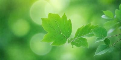 The primary subject of the image is a leaf, which is the main object, scene, or focus of the image. The leaf is green and appears to be floating in the air. The setting or background of the image is a lush green environment, which suggests a natural and serene atmosphere. The visual style of the image is a close-up of the leaf, showcasing its details and texture. The colors and mood of the image are predominantly green, conveying a sense of freshness and vitality.