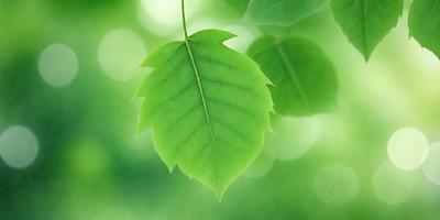 The primary subject of the image is a green leaf, which is the main object, scene, or focus of the image. The leaf is hanging from a tree branch, and it is surrounded by a lush green environment. The visual style of the image is a photo, capturing the natural beauty of the leaf and its surroundings. The colors and mood of the image are predominantly green, creating a serene and peaceful atmosphere.