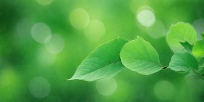 The primary subject of the image is a green leaf, which is the main object, scene, or focus of the image. The leaf is set against a backdrop of a lush green field, creating a serene and natural atmosphere. The visual style of the image is a photo, capturing the leaf in its natural environment. The dominant colors in the image are green, which creates a sense of freshness and tranquility.