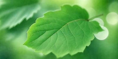 The primary subject of the image is a green leaf, which is the main object, scene, or focus of the image. The leaf is set against a backdrop of a green plant, creating a natural and vibrant scene. The visual style of the image is a photo, capturing the leaf's intricate details and textures. The dominant colors in the image are green, which creates a calm and soothing atmosphere.