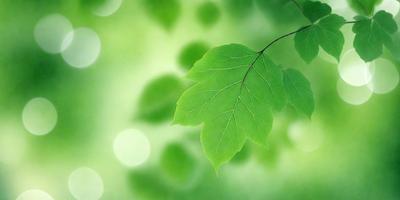 The primary subject of the image is a leaf, which is the main object, scene, or focus of the image. The leaf is green and is situated in a green environment, which is the setting or background of the image. The visual style of the image is a photo, as it captures the leaf in its natural surroundings. The colors and mood of the image are predominantly green, creating a calm and serene atmosphere.