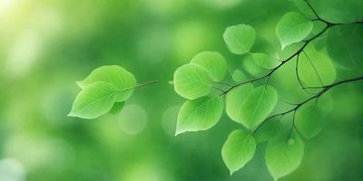 The primary subject of the image is a leafy green tree branch with green leaves. The setting is a lush green forest, and the visual style is a close-up of the tree branch. The colors and mood of the image are predominantly green, creating a serene and natural atmosphere.