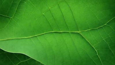 The image features a large green leaf with a pattern of veins. The leaf is prominently displayed, covering most of the frame. The leaf appears to be a close-up of a leaf, possibly a plant or a part of a plant. The overall atmosphere of the image is lush and vibrant, with the green leaf being the main subject.
