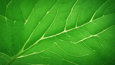 The image features a close-up of a green leaf with a pattern of white veins. The leaf is the primary subject, and it is set against a green background. The visual style of the image is a photo, and the dominant colors are green and white. The overall atmosphere of the image is natural and serene.