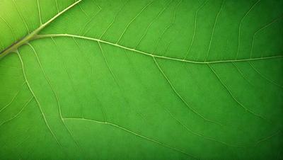 The primary subject of the image is a large green leaf. The leaf is prominently displayed in the foreground, covering a significant portion of the image. The setting is a leafy green background, which adds to the natural and vibrant atmosphere of the scene. The visual style is a close-up of the leaf, showcasing its intricate details and textures. The colors and mood of the image are predominantly green, creating a sense of freshness and vitality.