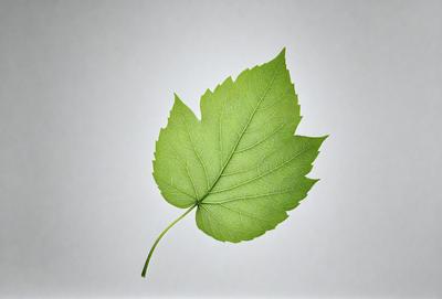 The primary subject of the image is a green leaf, which is the main object, scene, or focus of the image. The leaf is placed on a white background, giving it a clean and minimalist appearance. The visual style of the image is a close-up of the leaf, which is a photo. The dominant colors in the image are green and white, creating a calm and natural atmosphere.