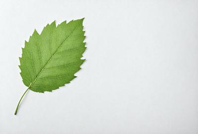 The primary subject of the image is a green leaf, which is the main object, scene, or focus of the image. The leaf is placed on a white surface, which serves as the setting or background. The visual style of the image is a photo, as it captures the natural details of the leaf. The colors and mood of the image are predominantly green, as the leaf is the main subject, and the overall atmosphere is calm and serene.