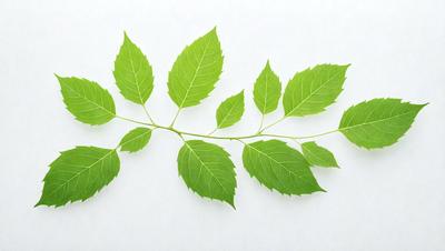 The primary subject of the image is a close-up of a leafy plant with green leaves. The setting is a white background, which provides a clean and minimalistic look. The visual style is a realistic representation of the plant, with no indication of it being a photo, digital art, illustration, drawing, pattern, texture, or clipart. The colors and mood of the image are predominantly green, as the leaves are the main focus of the scene.