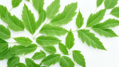 The primary subject of the image is a large green leaf, which is the main object, scene, or focus of the image. The leaf is placed on a white surface, which serves as the setting or background. The visual style of the image is a photo, capturing the natural beauty of the leaf. The dominant colors in the image are green, which creates a calm and soothing atmosphere.