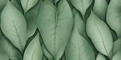 The primary subject of the image is a large green leaf, which is the main object, scene, or focus of the image. The leaf is prominently displayed in the foreground, covering a significant portion of the image. The setting or background consists of a green leafy plant, which is the environment, backdrop, or surface visible in the image. The visual style of the image is a close-up of the green leaf, showcasing its intricate details and texture. The colors and mood of the image are predomin