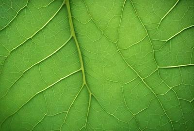 The image features a close-up of a leaf with a green background. The leaf is the primary subject, and it appears to be a natural, textured image. The visual style is a realistic representation of the leaf, and the colors and mood are predominantly green, giving the image a natural and serene atmosphere.