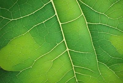 The image features a close-up of a leaf with a green background. The leaf is the primary subject, and it appears to be a natural, textured image rather than a digital art or illustration. The leaf is the main focus of the image, and its green color and texture create a natural and serene atmosphere.