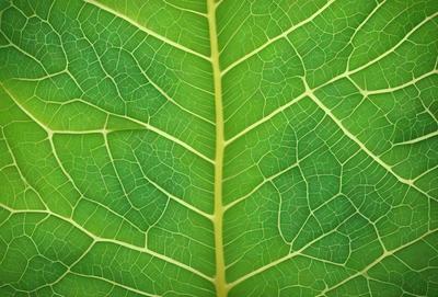 The image features a close-up of a leaf with a green background. The leaf is large and occupies most of the frame. The leaf appears to be a part of a larger plant, possibly a tree. The leaf's texture and color create a natural and vibrant atmosphere.