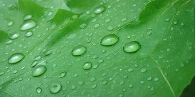 The primary subject of the image is a close-up of a leaf with water droplets on it. The leaf is green and appears to be a part of a plant. The setting is outdoors, with the leaf being the main focus of the image. The visual style is a close-up, which emphasizes the details of the water droplets on the leaf. The colors in the image are predominantly green, which adds to the natural and serene atmosphere of the scene.