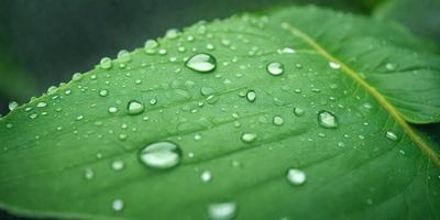 The primary subject of the image is a leaf with water droplets on it. The leaf is green and appears to be a part of a plant. The setting is outdoors, with the leaf being the main focus of the image. The visual style is a close-up of the leaf, showcasing the water droplets on its surface. The colors in the image are predominantly green, with the water droplets adding a touch of blue. The overall atmosphere of the image is serene and natural, as it