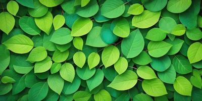 The primary subject of the image is a large green leafy plant with many leaves. The plant is surrounded by a lush green environment, creating a vibrant and healthy atmosphere. The visual style of the image is a close-up of the plant, showcasing its intricate details. The dominant colors in the image are green, which is prevalent in the plant's leaves and the surrounding environment. The overall mood of the image is one of growth, vitality, and natural beauty.