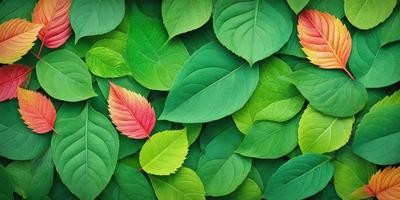 The primary subject of the image is a close-up of a leaf, surrounded by a dense forest of green leaves. The setting is a lush green forest, with the leaves covering the entire frame. The visual style is a realistic, natural representation of the leaf and its surroundings. The dominant colors are green, with the leaf being the most prominent, and the overall atmosphere is serene and peaceful.