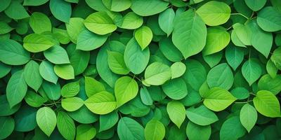 The image features a lush green forest filled with green leaves. The leaves are arranged in a dense pattern, creating a vibrant and natural scene. The primary subject of the image is the abundance of green leaves, which are the main focus of the image. The setting is a forest, and the visual style is a natural, realistic representation of the environment. The colors and mood of the image are predominantly green, reflecting the lush and healthy nature of the forest.