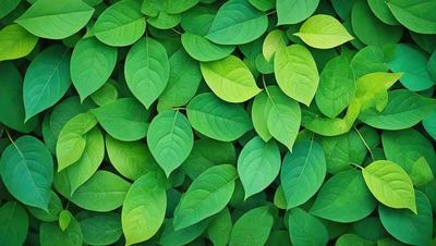 The primary subject of the image is a large green leafy plant with many leaves. The plant is surrounded by a lush green environment, creating a vibrant and healthy atmosphere. The visual style of the image is a close-up of the plant, showcasing its intricate details. The dominant colors in the image are green, which is prevalent in the plant's leaves, and the overall mood is one of freshness and vitality.