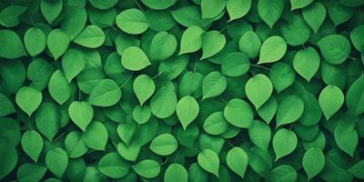 The primary subject of the image is a large group of green leaves, which are the main objects in the scene. The leaves are arranged in a dense, overlapping pattern, creating a visually striking and lush environment. The setting appears to be a natural outdoor space, with the leaves covering a significant portion of the background. The visual style of the image is a close-up of the leaves, emphasizing their intricate details and textures. The dominant colors in the image are green, which is the color of the leaves,