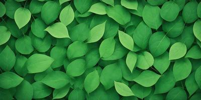 The primary subject of the image is a large group of green leaves, which are the main objects in the scene. The leaves are arranged in a dense, overlapping pattern, creating a visually striking and lush appearance. The setting is a green background, which further emphasizes the vibrant color of the leaves. The visual style of the image is a close-up of the leaves, showcasing their intricate details and textures. The overall atmosphere of the image is one of freshness, growth, and natural beauty.