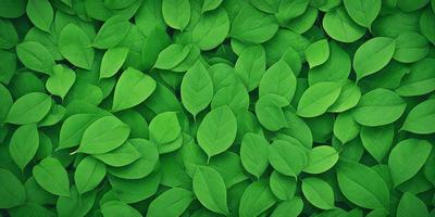 The primary subject of the image is a large group of green leaves, which are the main objects in the scene. The leaves are arranged in a dense, overlapping pattern, creating a lush and vibrant visual effect. The setting is a green background, which further emphasizes the color and natural beauty of the leaves. The visual style of the image is a close-up of the leaves, showcasing their intricate details and textures. The colors and mood of the image are predominantly green, conveying