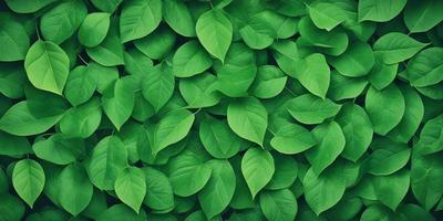 The primary subject of the image is a large group of green leaves, which are the main objects in the scene. The leaves are arranged in a dense, leafy pattern, creating a lush and vibrant visual style. The setting is a green background, which further emphasizes the natural and fresh appearance of the leaves. The overall atmosphere is one of growth, vitality, and abundance.