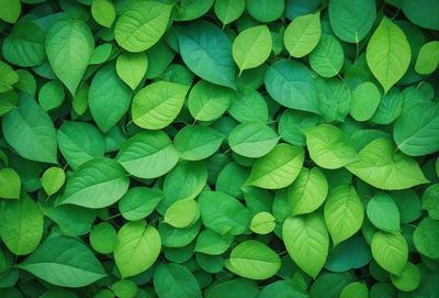 The image features a large green plant with many leaves, creating a lush and vibrant scene. The plant is the primary subject, and it is set against a backdrop of a green wall. The visual style of the image is a close-up of the plant, showcasing its intricate details. The dominant colors in the image are green, which creates a calm and soothing atmosphere.