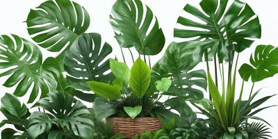 The primary subject of the image is a large potted plant with a variety of leaves, including banana leaves. The plant is placed in a basket, which is filled with leaves and other plants. The setting is a white wall, providing a clean and minimalistic background. The visual style is a combination of a photo and digital art, creating a realistic yet artistic representation of the plant and its surroundings. The colors and mood of the image are predominantly green, with a touch of brown from the leaves, creating a