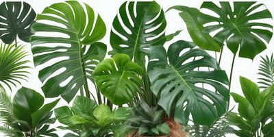 The image features a large group of green leaves, including several palm leaves, arranged in a visually appealing manner. The leaves are spread across the scene, with some overlapping and others standing alone. The primary subject of the image is the abundance of green leaves, creating a lush and vibrant atmosphere. The setting appears to be a white background, which allows the leaves to stand out prominently. The visual style of the image is a close-up of the leaves, emphasizing their intricate details and text