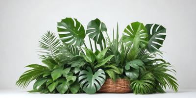 The primary subject of the image is a large group of green plants, including palm trees, placed in a basket. The plants are arranged in a visually appealing manner, creating a lush and vibrant scene. The setting is a white wall, which serves as a clean and minimalistic backdrop for the plants. The visual style of the image is a combination of photo and digital art, as it captures the natural beauty of the plants while also showcasing the artist's creativity in arranging them. The colors