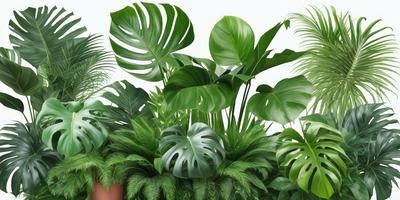 The image features a large green plant with long, curved leaves. The plant is placed in a pot, and it is surrounded by several other potted plants. The scene is set in a room with a white background, creating a clean and minimalist atmosphere. The visual style of the image is a combination of photo and digital art, as it captures the beauty of the green plant and its surroundings. The dominant colors in the image are green, white, and possibly some shades of brown or yellow, depending on the lighting