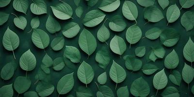 The primary subject of the image is a large green leaf, which is the main object, scene, or focus of the image. The leaf is displayed on a green background, which serves as the setting or backdrop. The visual style of the image is a close-up of the leaf, showcasing its details and texture. The dominant colors in the image are green, which creates a natural and serene atmosphere.