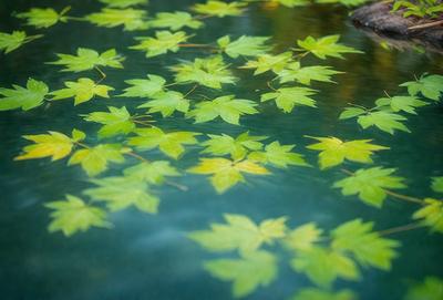 The primary subject of the image is a body of water, possibly a pond or a lake, with a variety of leaves floating on its surface. The leaves are scattered throughout the water, creating a visually appealing scene. The setting appears to be a natural environment, with the water serving as the main focus of the image. The visual style of the image is a combination of photo and digital art, as the leaves are depicted in a realistic manner while the water appears to be digitally manipulated. The colors and mood of