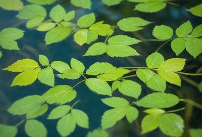 The primary subject of the image is a close-up of a leaf floating on the water. The leaf is green and appears to be a part of a larger plant. The setting is a body of water, possibly a pond or a lake, with the leaf floating on the surface. The visual style of the image is a close-up, which emphasizes the leaf's details and texture. The colors in the image are predominantly green, which adds to the natural and serene atmosphere of the scene.