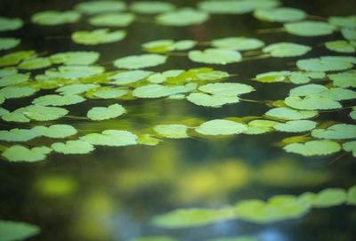 The primary subject of the image is a pond with a green plant floating on the water. The plant has a leafy appearance, and it is surrounded by a few other leaves. The setting is a natural environment, with the pond being the main focus of the image. The visual style is a photo, capturing the beauty of the plant and the tranquility of the pond. The colors and mood of the image are predominantly green, creating a serene and peaceful atmosphere.