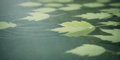 The primary subject of the image is a leaf floating on the surface of a body of water, such as a lake or pond. The leaf is green and appears to be a large, leafy plant. The setting is a calm and serene environment, with the leaf being the main focus of the image. The visual style is a close-up of the leaf, showcasing its details and texture. The colors and mood of the image are predominantly green, creating a sense of tranquility and natural beauty.